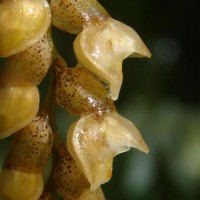 Coelogyne imbricata (Hook.) Rchb.f.